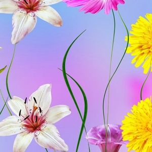 Meet your Posher, Lori